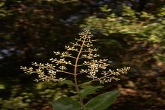 Ligustrum robustum subsp. walkeri